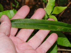 Pterostylis banksii