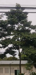 Tabebuia roseoalba