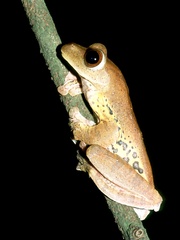 Rhacophorus pardalis
