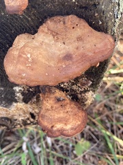 Hapalopilus rutilans