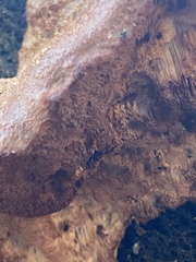 Hapalopilus rutilans