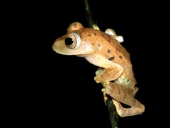 Rhacophorus pardalis