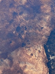 Hapalopilus rutilans