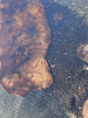 Hapalopilus rutilans