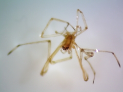 Tetragnathidae