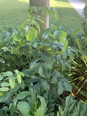 Sambucus canadensis