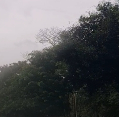 Enterolobium contortisiliquum