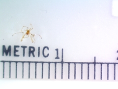 Tetragnathidae