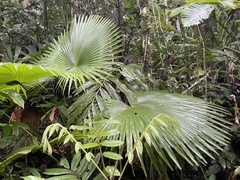 Saribus rotundifolius