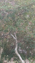 Dolichandra unguis-cati