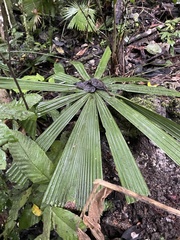 Saribus rotundifolius