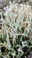 Cladonia polydactyla