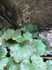Heuchera parviflora