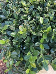Buxus sempervirens