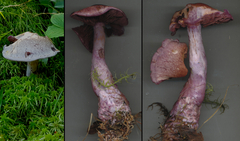 Cortinarius brunneotinctus