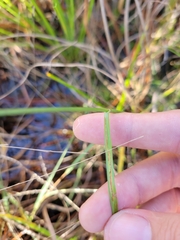 Rhynchospora divergens