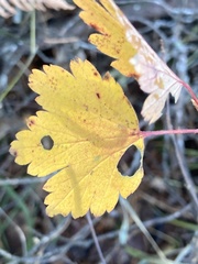 Ribes oxyacanthoides