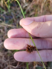 Rhynchospora divergens