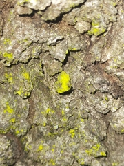 Chrysothrix candelaris