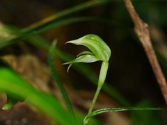 Pterostylis porrecta