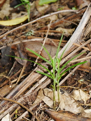 Pterostylis porrecta