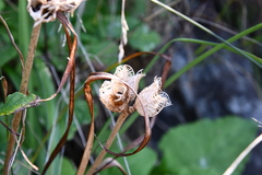 Hemerocallis middendorffii