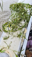 Potamogeton octandrus