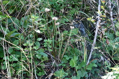 Hemerocallis middendorffii