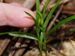 Pterostylis porrecta