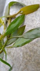 Potamogeton octandrus