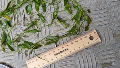 Potamogeton octandrus