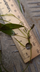 Potamogeton octandrus