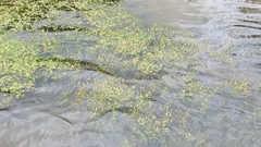 Potamogeton octandrus