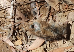 Antechinus stuartii