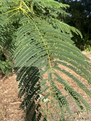 Delonix regia