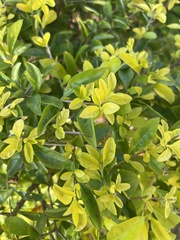Ligustrum ovalifolium