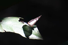 Nymphalidae