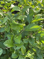 Jasminum sambac