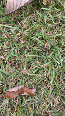 Stenotaphrum secundatum