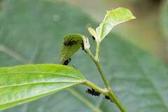 Meliponini