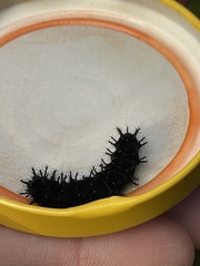 Nymphalidae