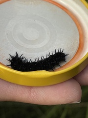 Nymphalidae