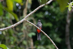 Trogon curucui