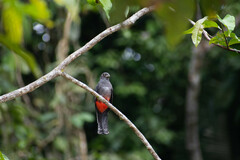 Trogon curucui