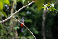 Trogon curucui