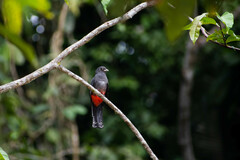 Trogon curucui