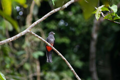 Trogon curucui