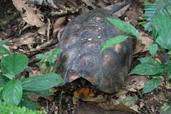 Chelonoidis denticulatus