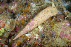 Pseudovertagus nobilis