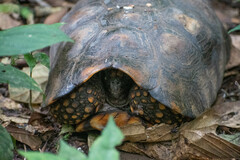 Chelonoidis denticulatus